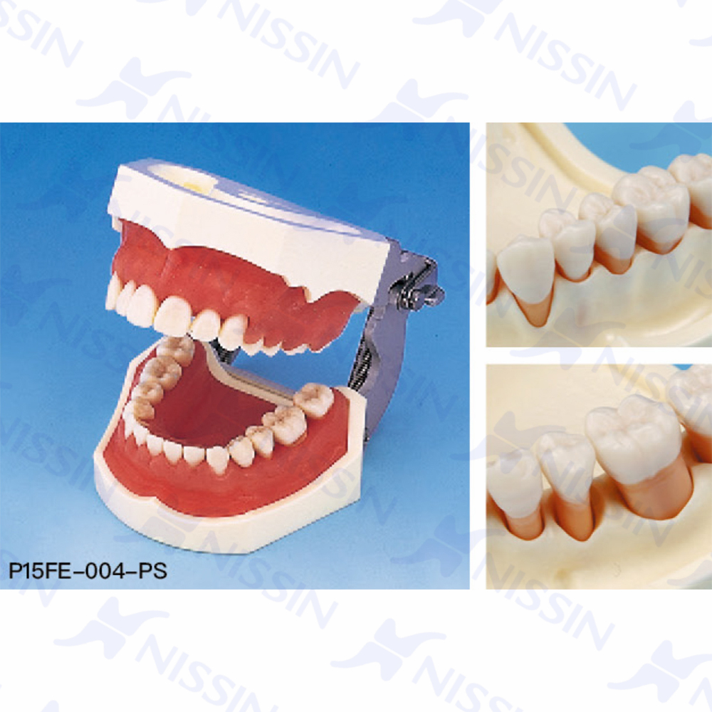 牙周外科实习用牙列模型